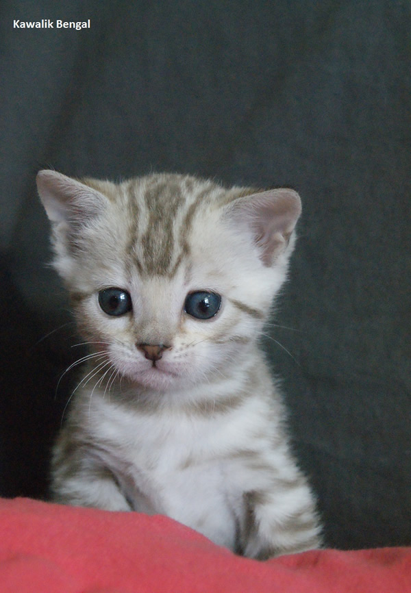 femelle bengal seal mink 